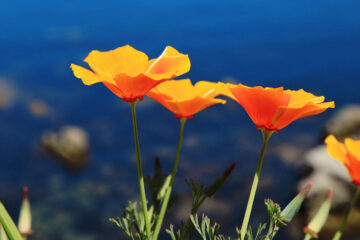 California Poppies, a poem written by Fotoula Reynolds at Spillwords.com