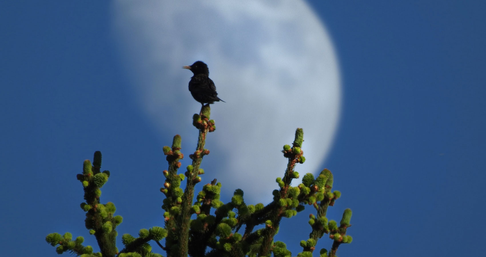 Under The Spring Moon, poetry written by LadyLily at Spillwords.com