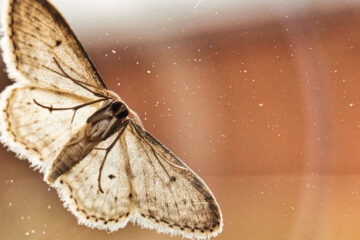 Moth - A Sonnet, poetry written by Polly Oliver at Spillwords.com