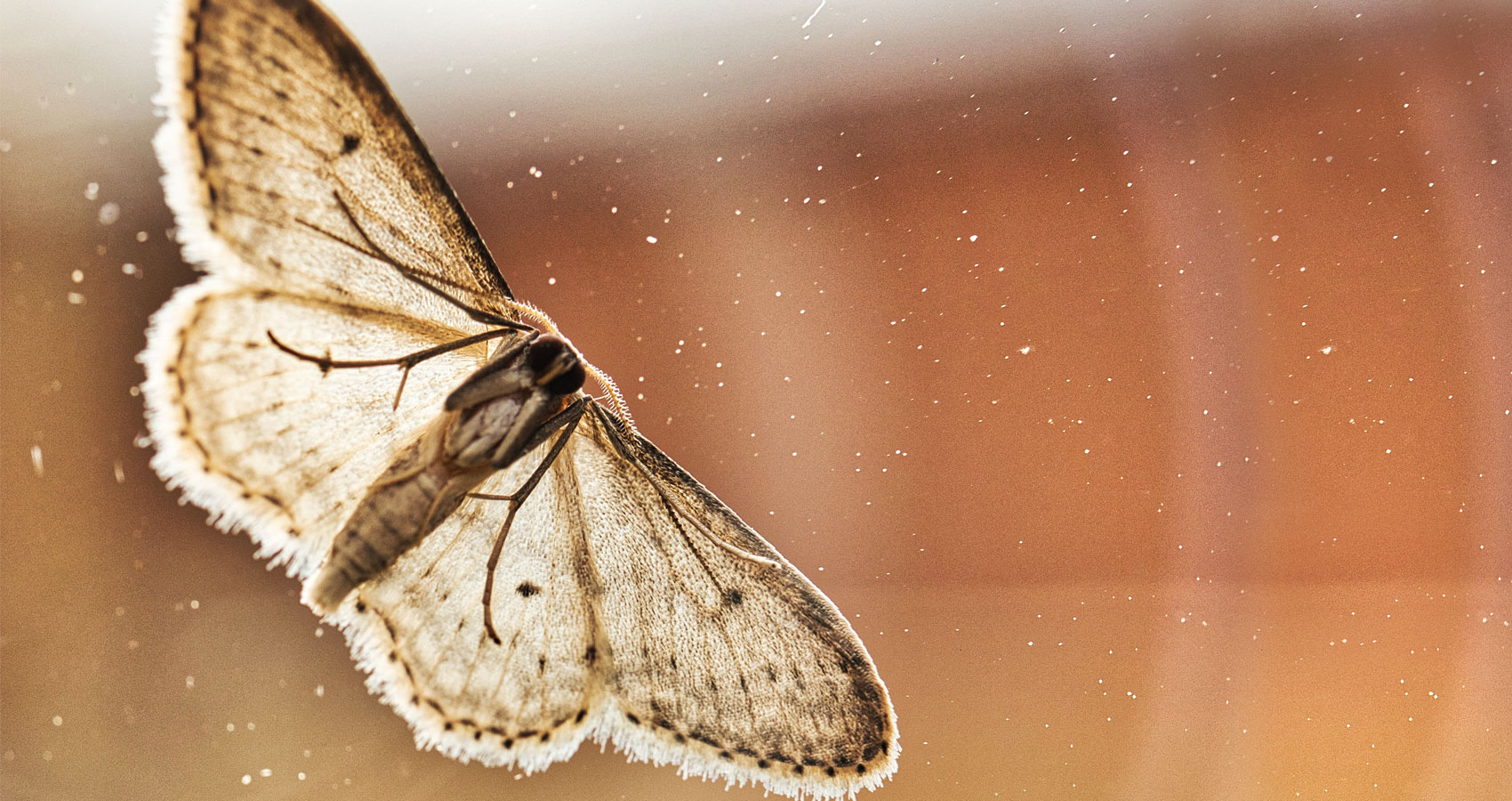 Moth - A Sonnet, poetry written by Polly Oliver at Spillwords.com