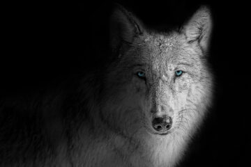 Shadow Wolf, a poem written by James F. Cunningham at Spillwords.com