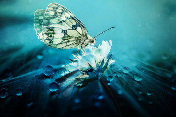 Spring in Wings, poetry written by Aida at Spillwords.com