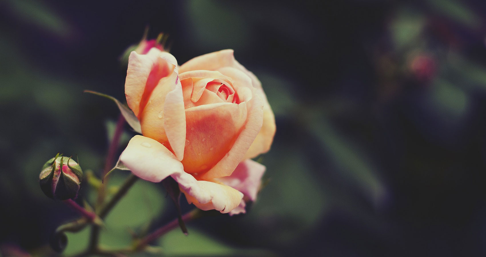 A Rose, a poem written by Magdalena Podobińska at Spillwords.com