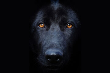 BLACK DOG NIPPING, micropoetry by Leanne Neill at Spillwords.com