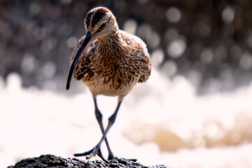 Curlews, micropoetry written by Polly Oliver at Spillwords.com