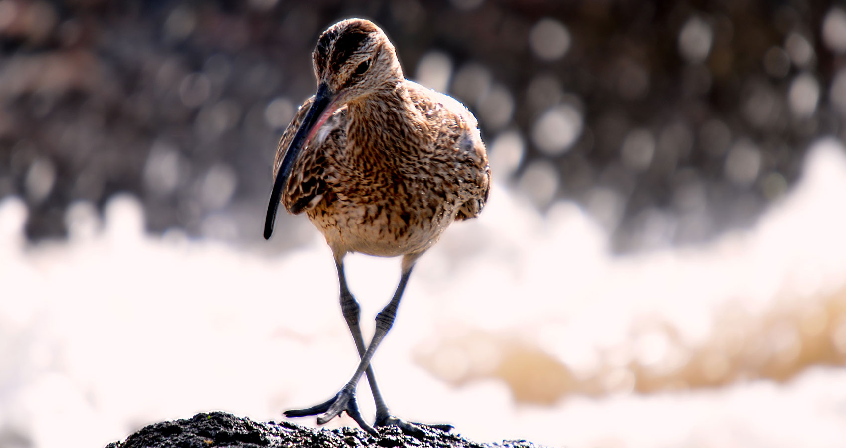 Curlews, micropoetry written by Polly Oliver at Spillwords.com