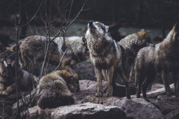 The Abattoir of Wolves, poetry written by Ethan Lesley at Spillwords.com