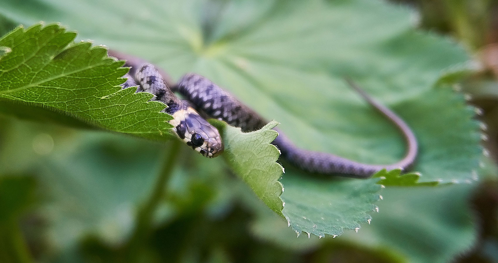 Why I Killed A Snake on Purpose Without Meaning To, poetry by Mary Sayler at Spillwords.com