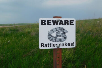 Rattlesnake, a haiku written by Cindy Medina at Spillwords.com