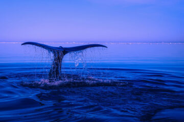 The Whale, poem written by Massimiliano (Max) Bianchi at Spillwords.com