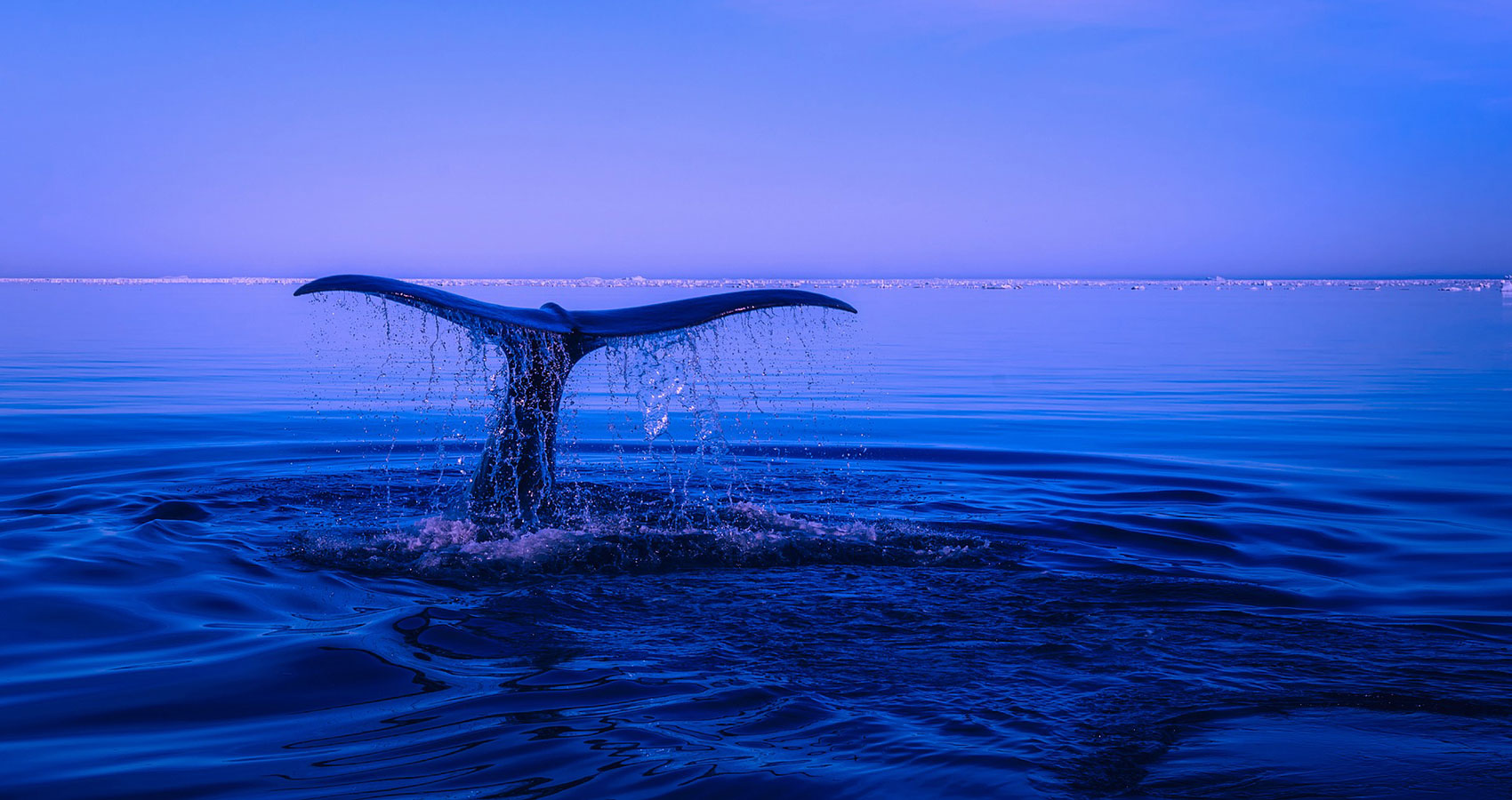 The Whale, poem written by Massimiliano (Max) Bianchi at Spillwords.com