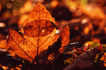 Autumn, a poem written by JOHN BAVERSTOCK at Spillwords.com