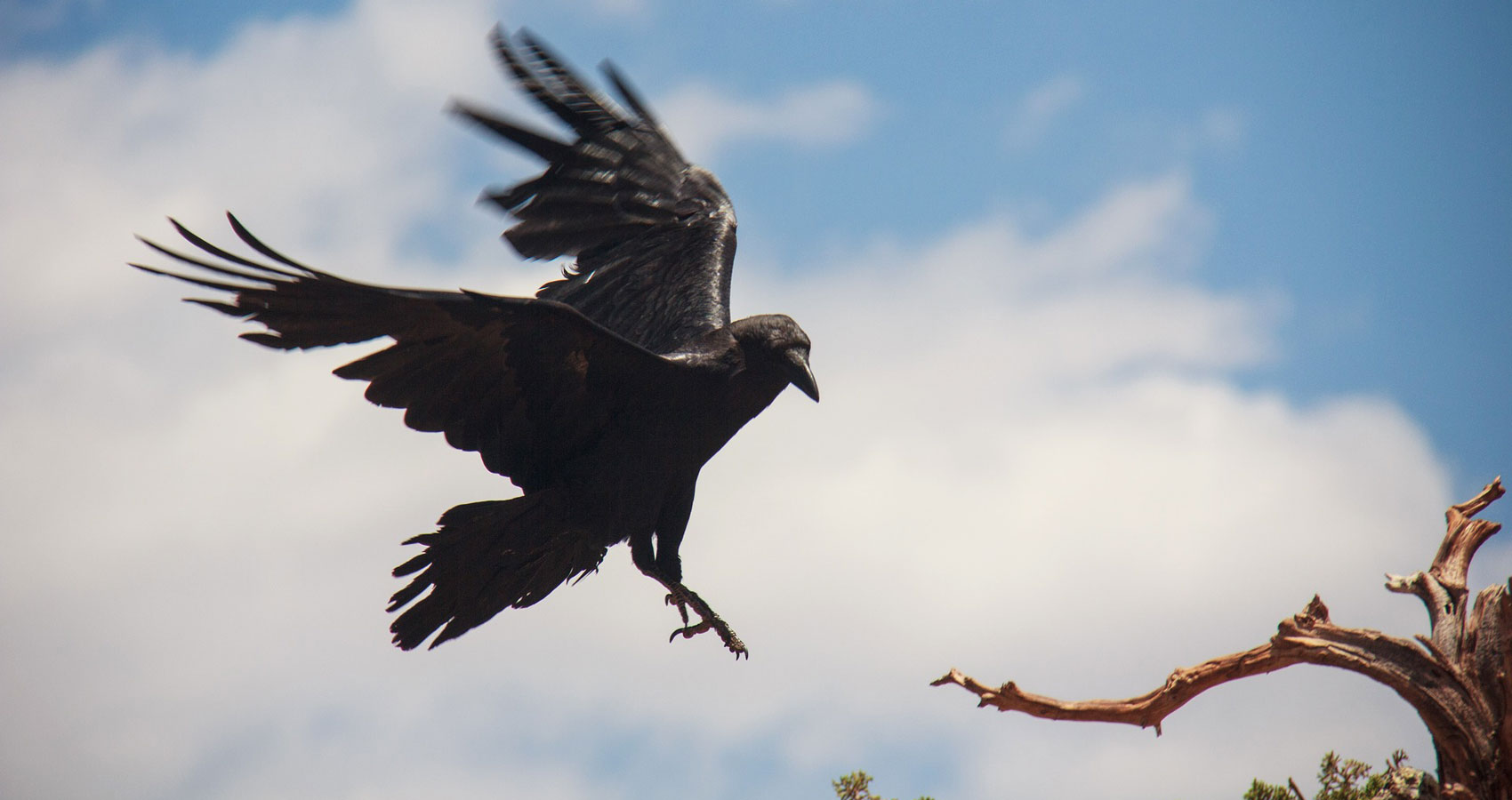 Crows flight. Ворон летит сбоку. Ворон сбоку в полете. Размах крыльев ворона. Ворон в полете.