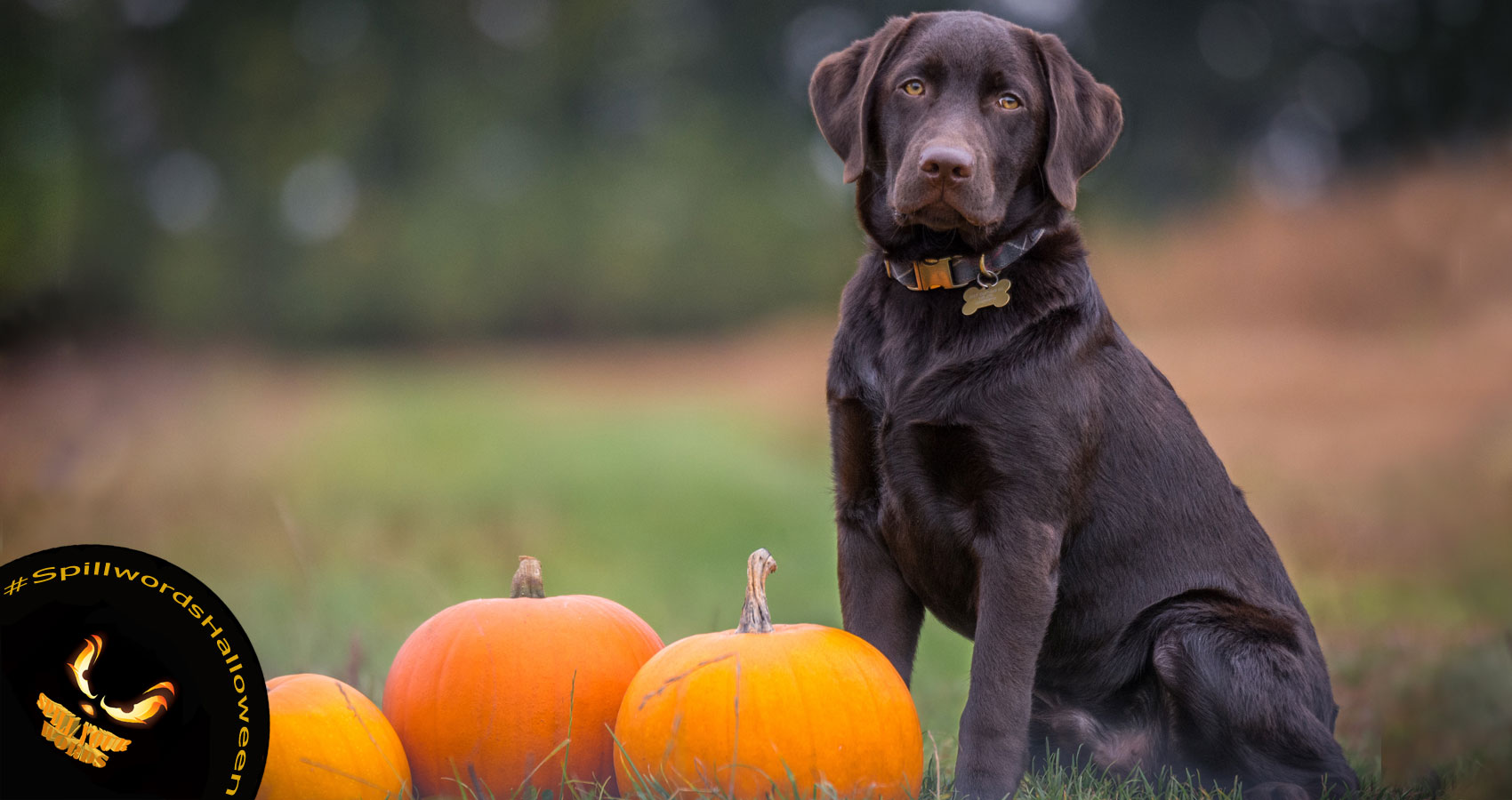 Dog's Take on Halloween, poetry written by N. K. Hasen at Spillwords.com