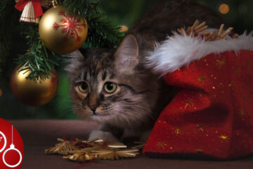 CHRISTMAS WITH CATS, poetry by Dianne Moritz at Spillwords.com