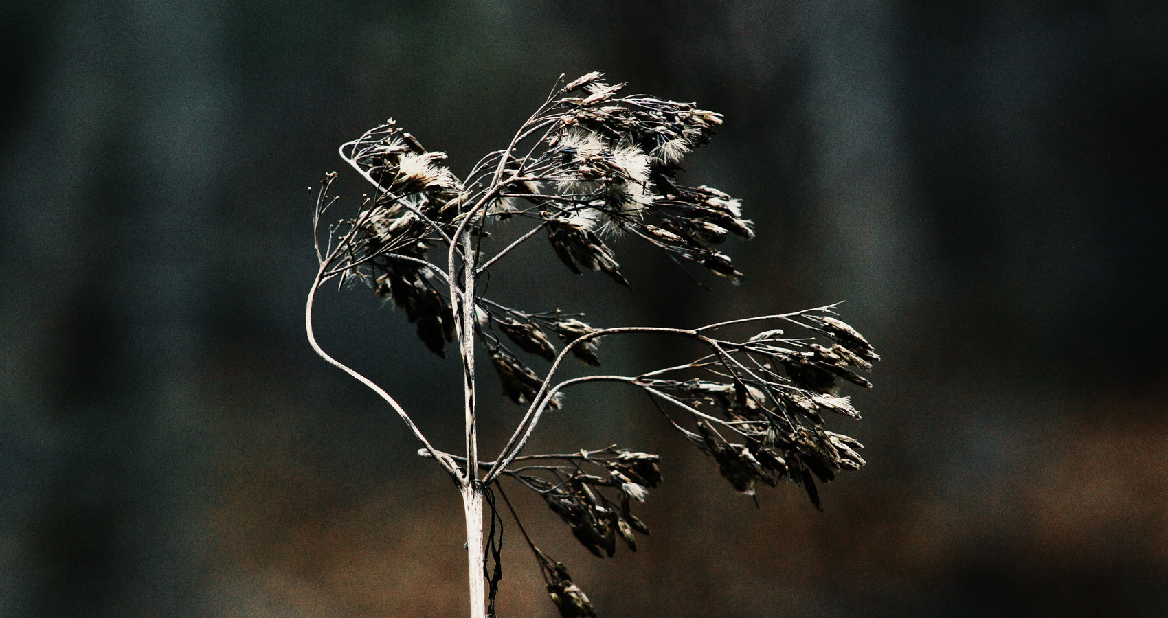 Dead Flora, Dying Fauna, poetry written by Lei Writses at Spillwords.com