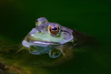 Leaping Frogs, a haiku poem by Alta H Mabin at Spillwords.com