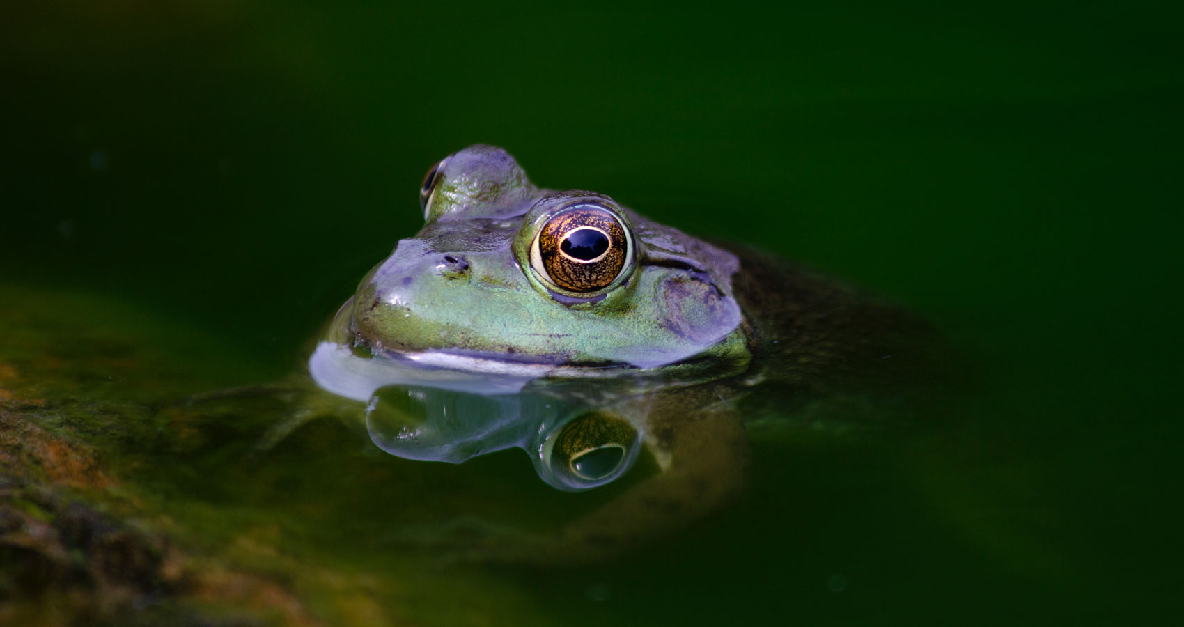 Leaping Frogs, a haiku poem by Alta H Mabin at Spillwords.com