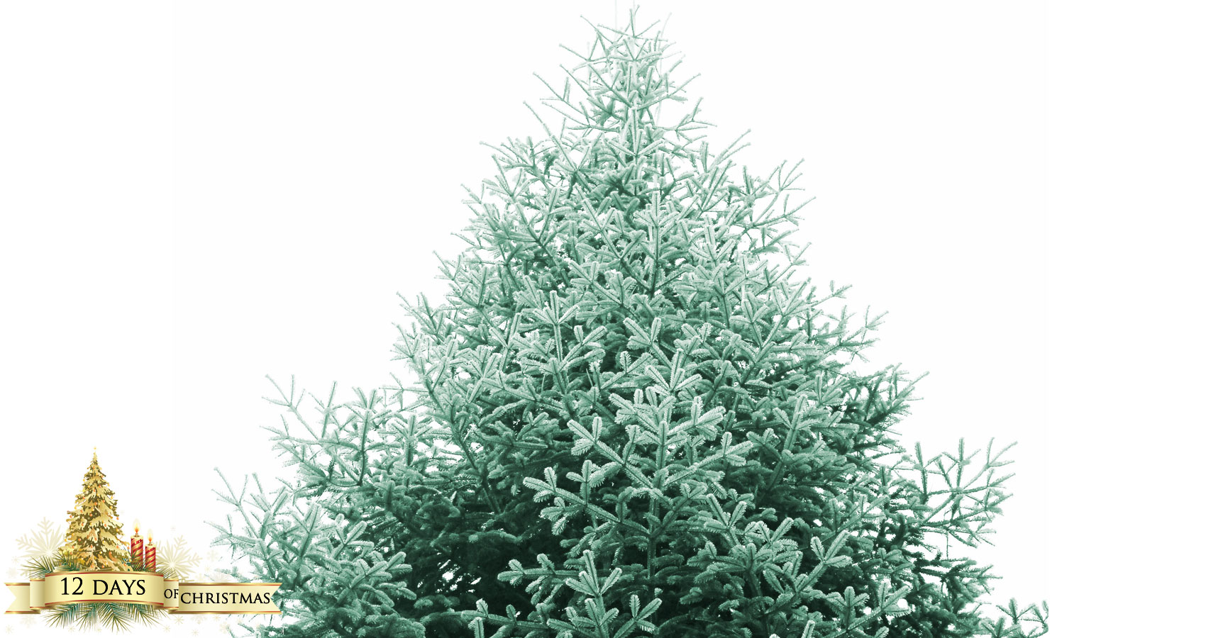 My Christmas Tree, free verse written by Papia Ray at Spillwords.com