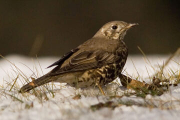 The Darkling Thrush, a poem by Thomas Hardy at Spillwords.com