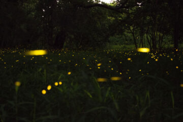 Fireflies, a haiku written by Sunita Sahoo at Spilwords.com