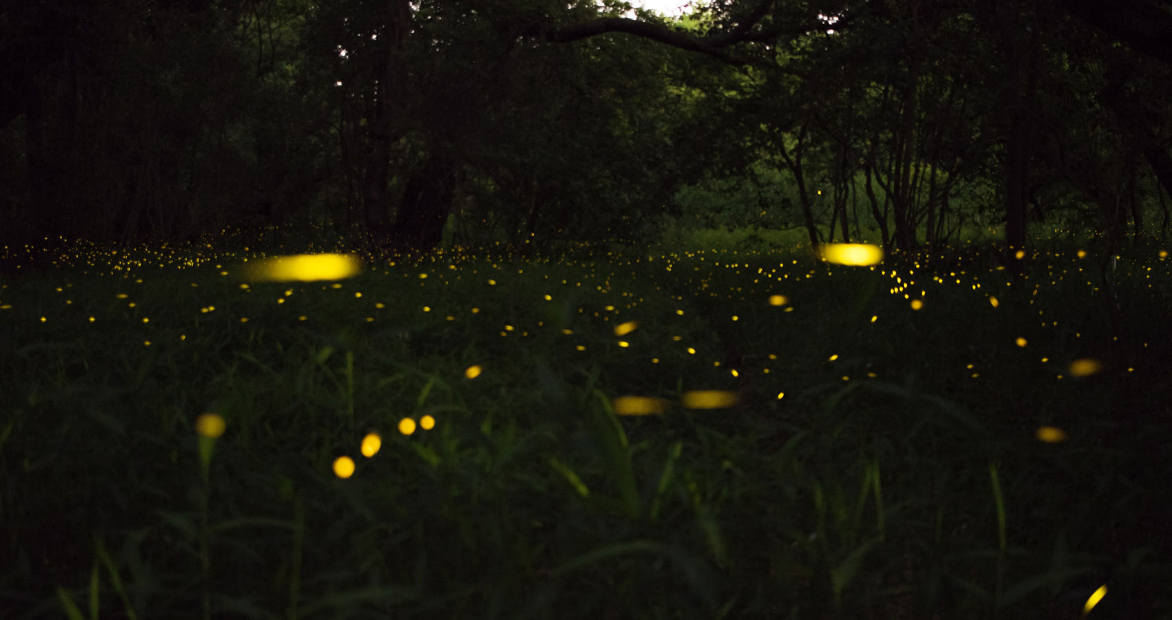 Fireflies, a haiku written by Sunita Sahoo at Spilwords.com