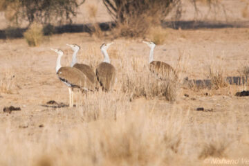 Great Indian Bustard's Plea by Nishand Venugopal at Spillwords.com