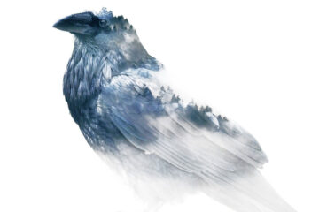 The Ravens Are Coming, poetry by Rain Alchemist at Spilwords.com