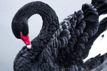 Black Swans, poetry written by Elizabeth Barton at Spillwords.com