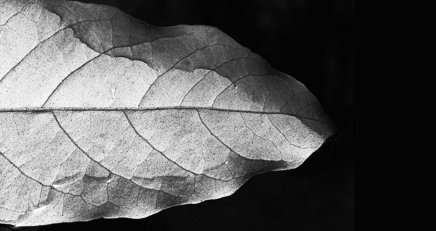 Hear The Leaf's Whisper, a poem by Agnieszka Kuśmierczuk at Spillwords.com
