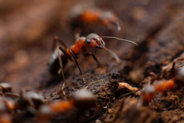 Of Ants and Men, flash fiction written by P.C. Darkcliff at Spillwords.com
