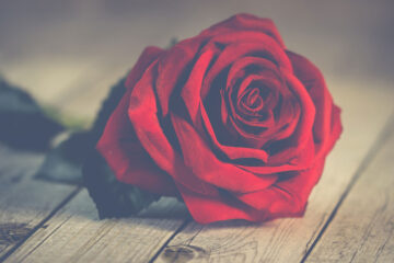 On Valentine's Day, a poem written by Sonali Majumdar at Spillwords.com