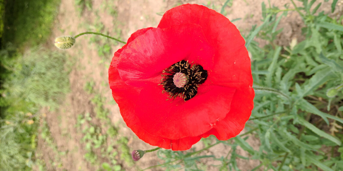 Poppy, a poem written by Wolfgang H. at Spillwords.com