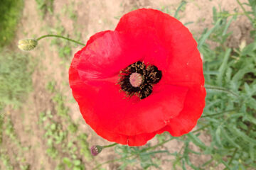 Poppy, a poem written by Wolfgang H. at Spillwords.com