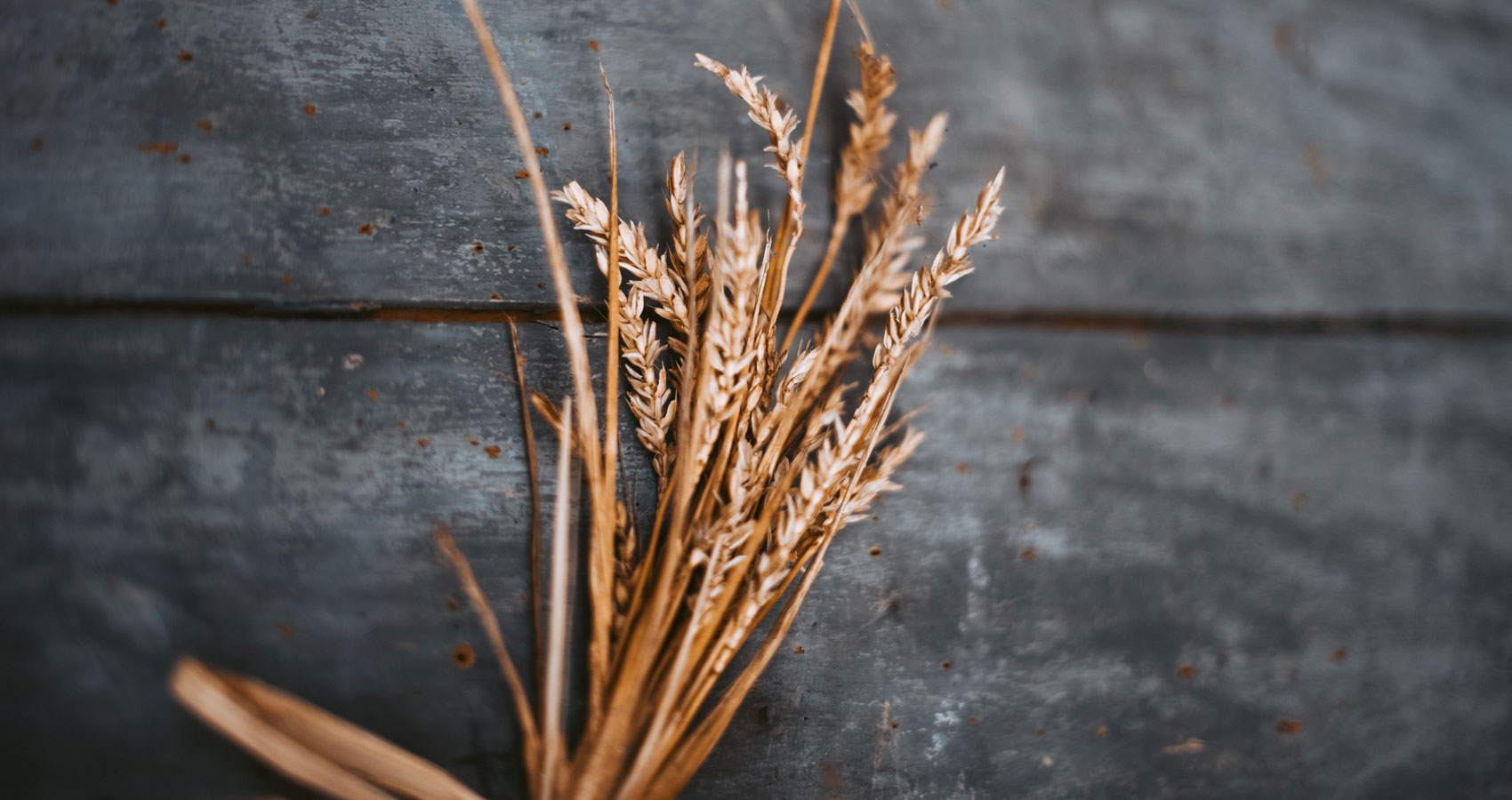 Wheat From The Chaff, micropoetry by Katie Lewington at Spillwords.com