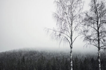 Birches, a poem written by Robert Frost at Spillwords.com