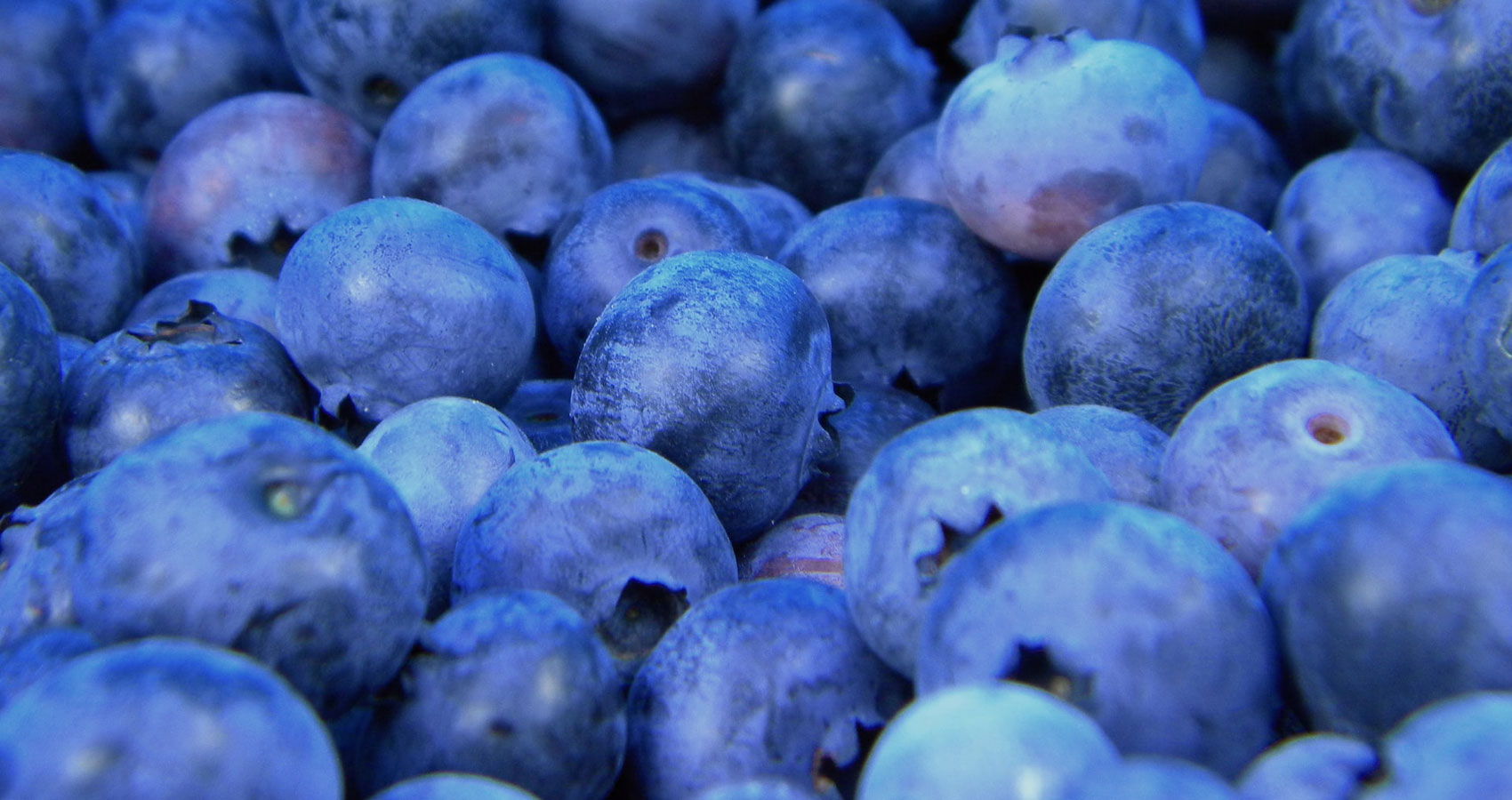 Blueberry Banter & Blueberry Blues, poetry by Fay Marmalich-Vietmeier at Spillwords.com