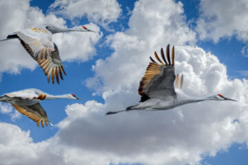 Migrating Cranes, a haiku written by Judit Katalin Hollos at Spillwords.com