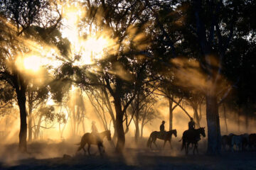 Clancy of The Overflow, a poem by Banjo Paterson at Spillwords.com