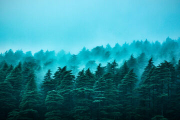 Blue Pines, a poem written by Scott Thomas Outlar at Spillwords.com