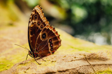 Do Butterflies Forget? micropoetry by Tony Gentry at Spillwords.com