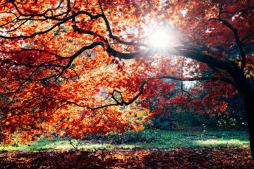 Autumn, poetry written by Pritika Bhatt at Spillwords.com