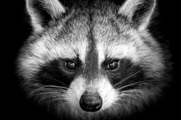 I Have No Interest In Shooting Raccoons, poetry by Louis Dorwaldt at Spillwords.com