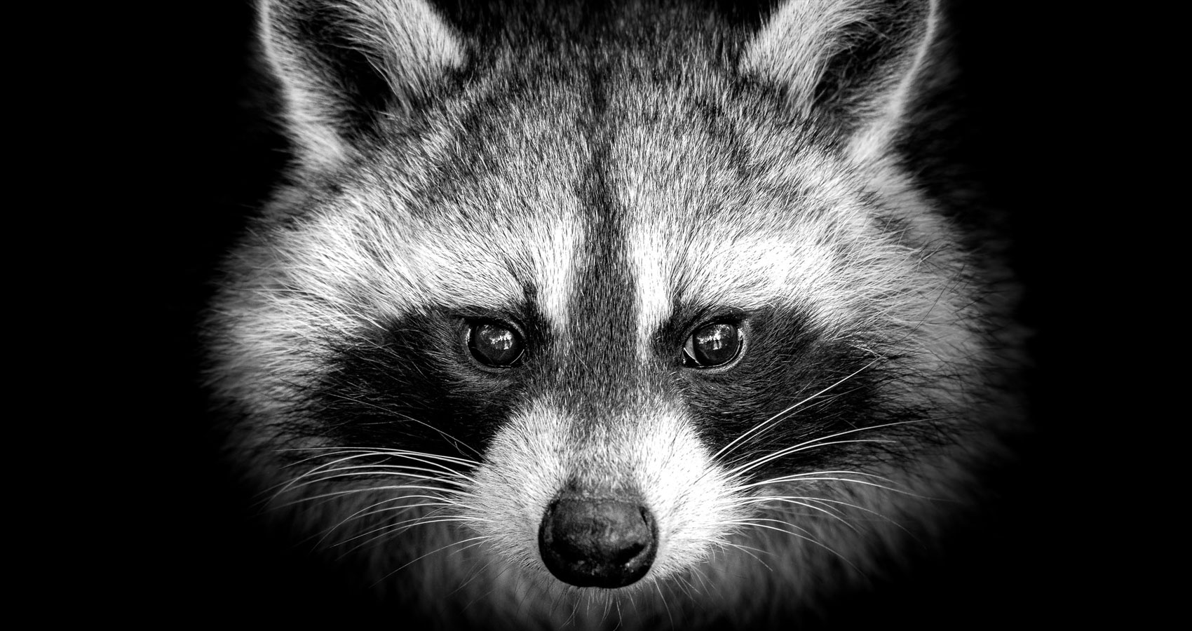 I Have No Interest In Shooting Raccoons, poetry by Louis Dorwaldt at Spillwords.com