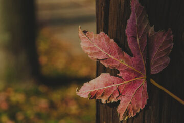 Oh Maple Leaf… Oh Lives to Leave, poetry by Tamar Gvelesiani at Spillwords.com