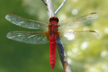 The Magic of The Dragonfly: Poetry in Motion at Spillwords.com