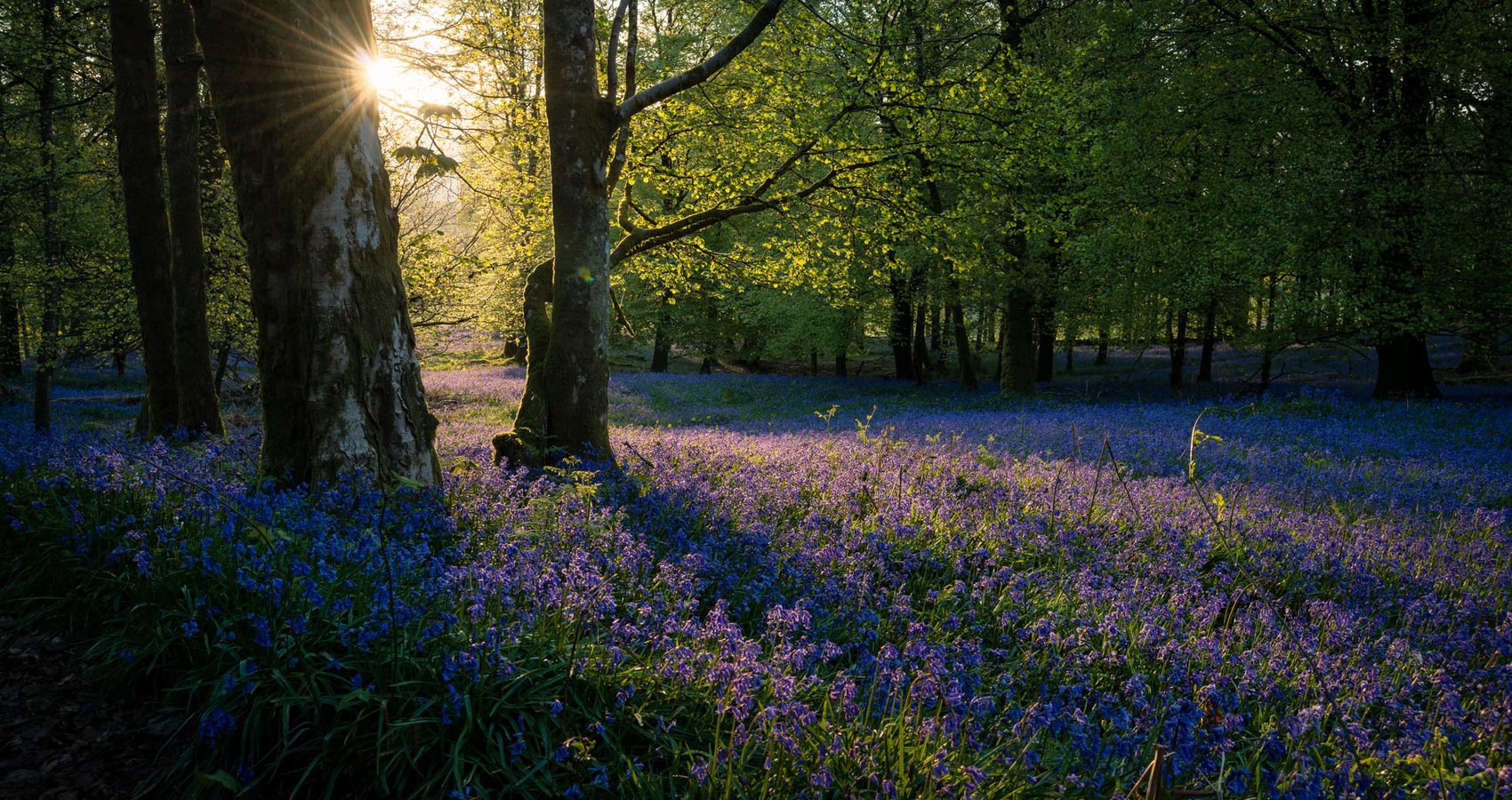 The Bluebells, a poem written by Ian Fletcher at Spillwords.com