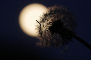 The Dandelions, dark poetry by Iluvia Triste at Spillwords.com