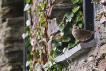 A Bird Landed On My Window, a poem by Eric Danhoff at Spillwords.com