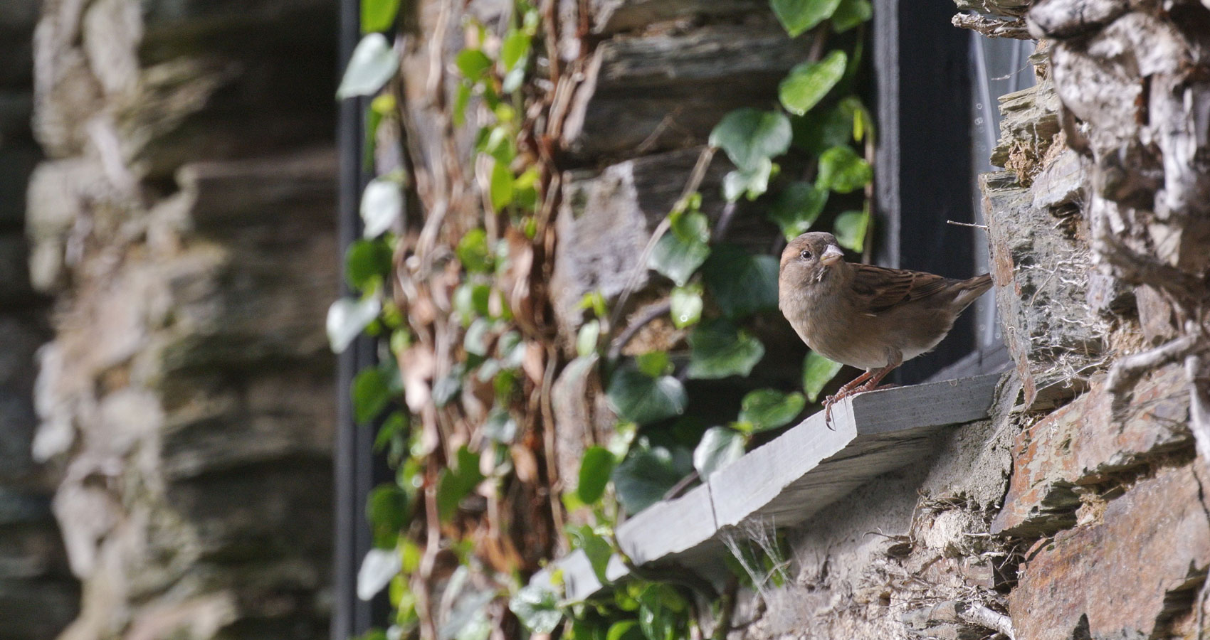 A Bird Landed On My Window, a poem by Eric Danhoff at Spillwords.com